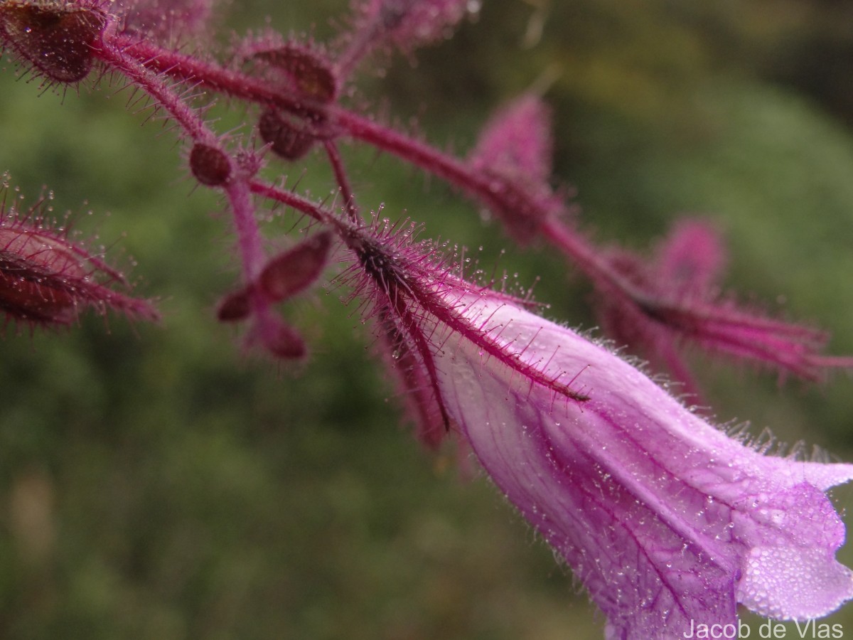 Strobilanthes pulcherrima T.Anderson